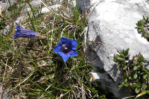 2011-05-20_Pilatus 149.jpg